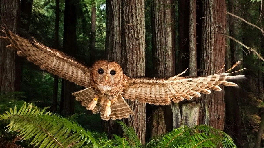 "Old-Growth Owl" (Spotted Owl)