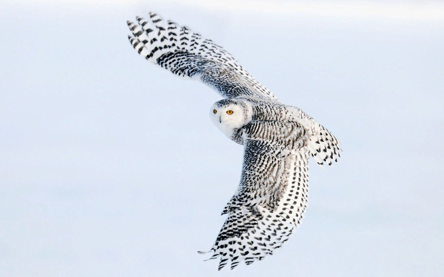 "Flight of the Snowy" -- A female (1st year male?) Snowy Owl soars high in the sky. 