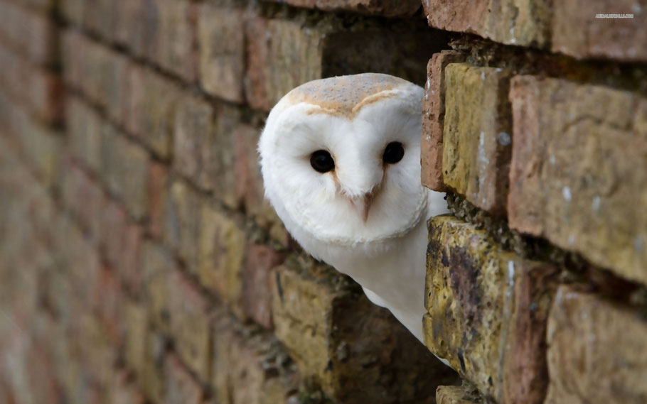 "Just Peeking" (Barn Owl)