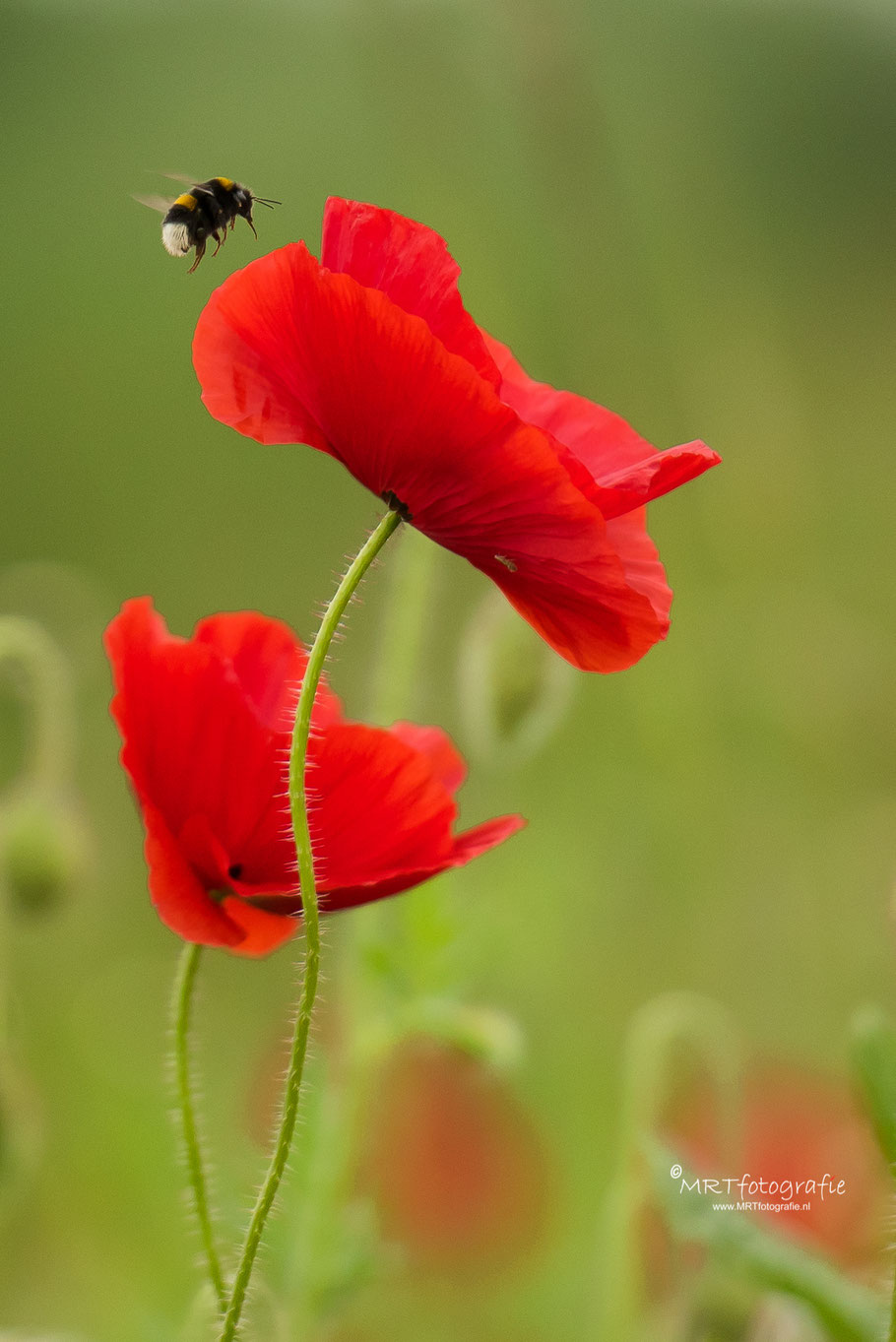 Hommel bezoekt klaproos, macrofotografie