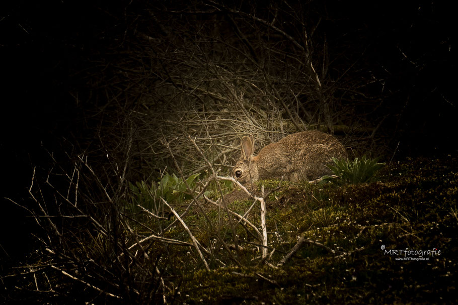 Haas Kennemer Duinen