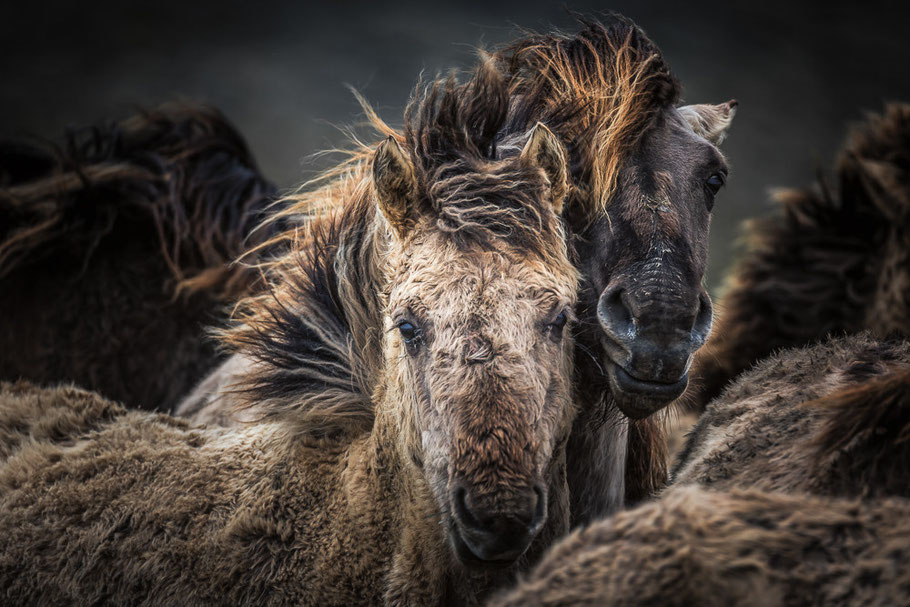 Konikpaarden Lauwersmeer ©JurjenVeerman