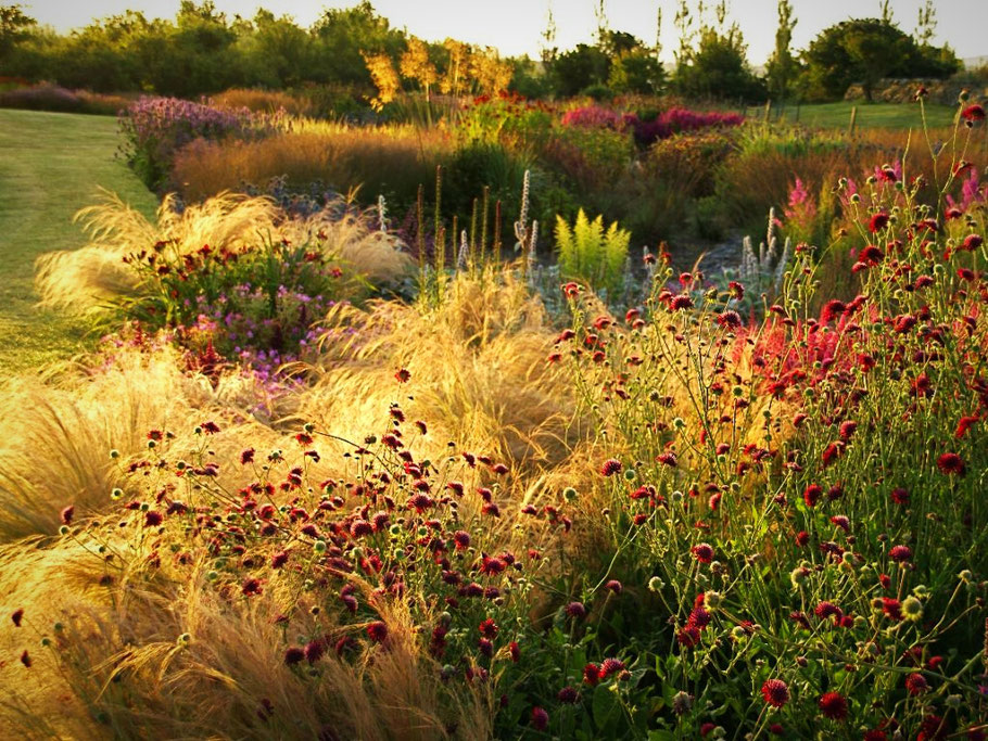 Jardin Paysagiste contemporain - Jardin de vivaces - Piet Oudolf - Marguerite Ferry - Urban Garden Designer - Bruxelles