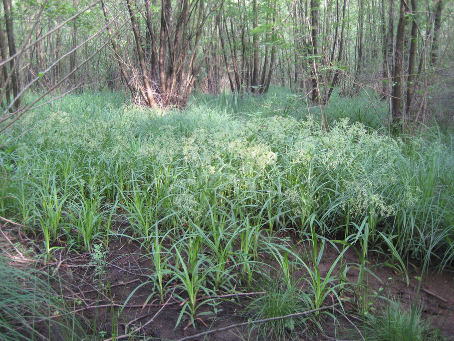 Bosbies in Elzenbroekbos; kwelrijk Eikenmoeras