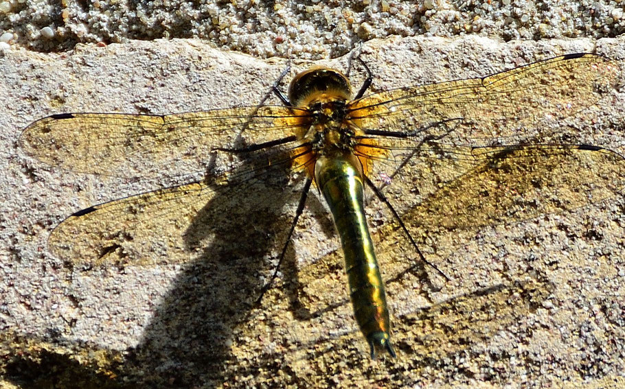 Smaragdlibel (Cordulia aenea) op een muur gefotografeerd aan de Zuivelweg in Doetinchem.