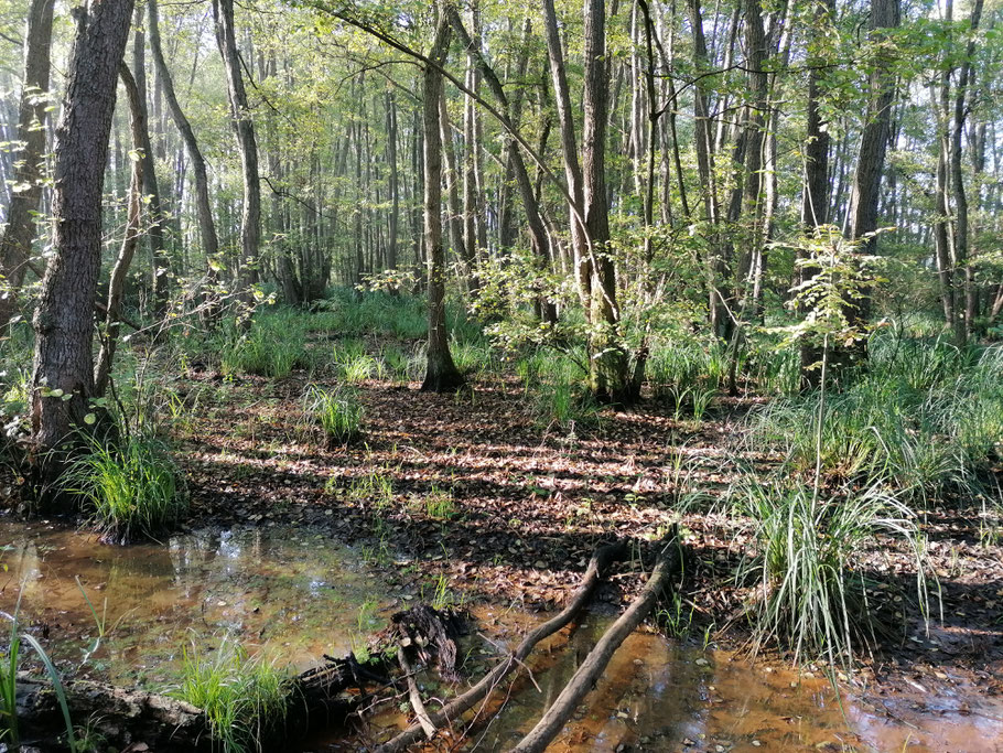 De bosbodem in het Golfbroek is op 6-9-2021 weer drooggevallen, nadat de Zompesloot afsluiting is opgeheven. De vegetatie gedecimeerd.