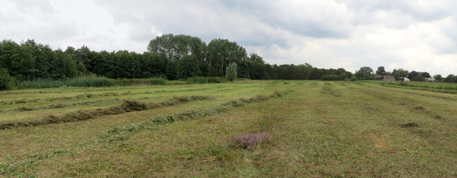 De Buizerdwei is in augustus gemaaid/gehooid. In het achterste deel gebeurde dat voor de tweede keer. Op de voorgrond een groepje gespaarde Struikhei.