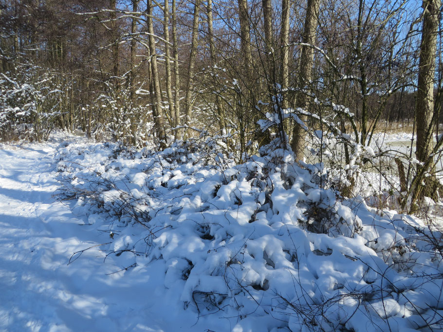 Braamstruweel onder de sneeuw.