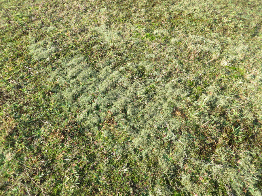 Gevorkt heidestaartje (Cladonia furcata) in de Buizerdwei op 19-12-2019 (det. Klaas van Dort).