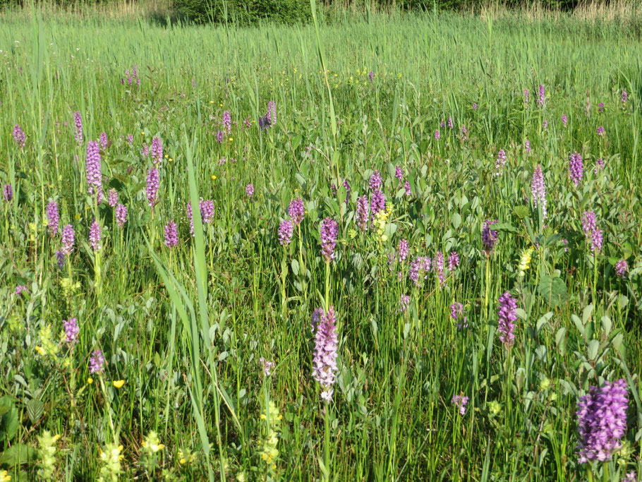 Orchideeënrijk grasland in de Zumpe.