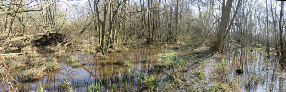 Links het Adderbroek en rechts het Golfbroek. De wal is nog te herkennen aan de plantepollen die nog boven het water uitkomen..