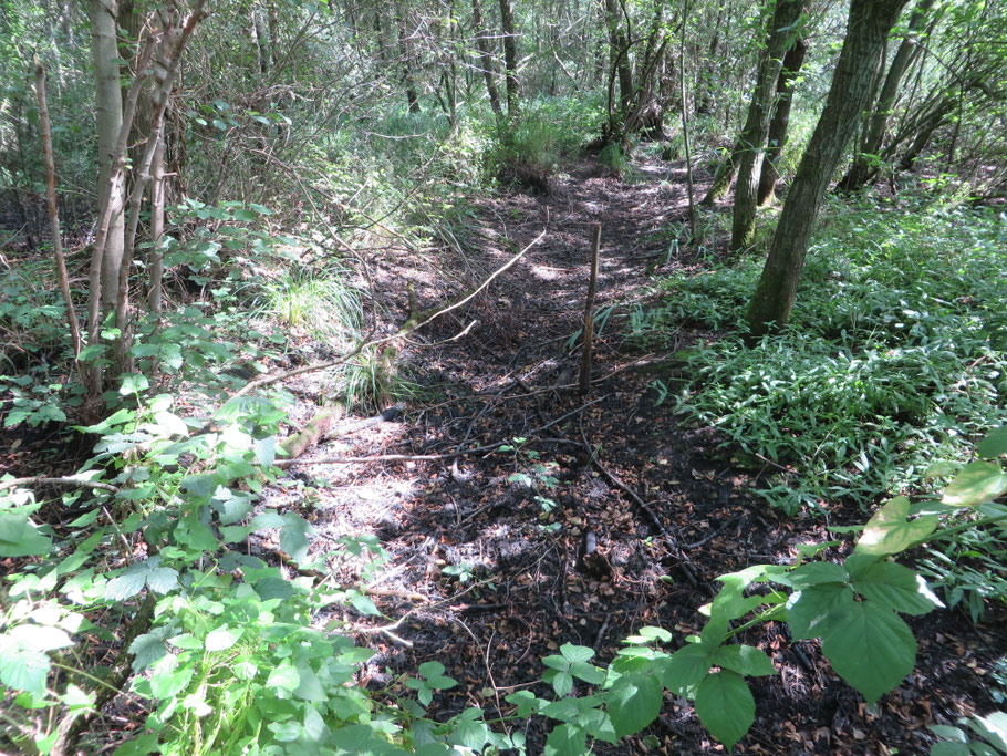 Broekbos in Hoek in augustus 2019. de bodem is hooguit nog wat vochtig.