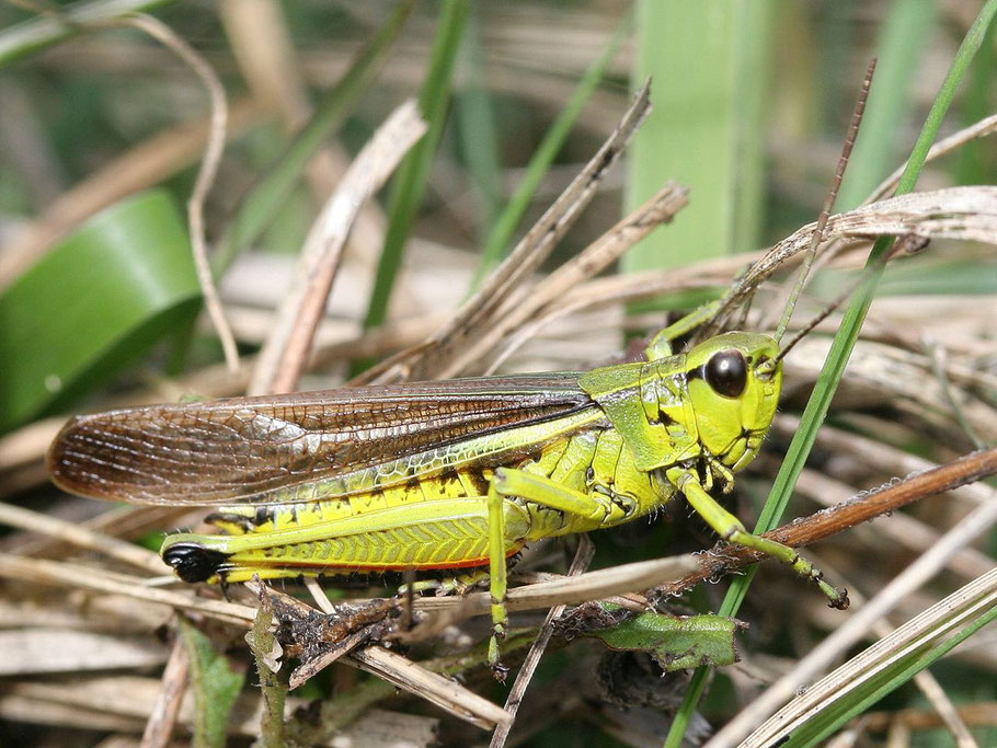 Moerasspinkhaan (Stethophyma grossum). Door Kristian Peters Fabelfroh 15:27, 12 September 2007 (UTC) - photographed by Kristian Peters, CC BY-SA 3.0, https://commons.wikimedia.org/w/index.php?curid=2734441