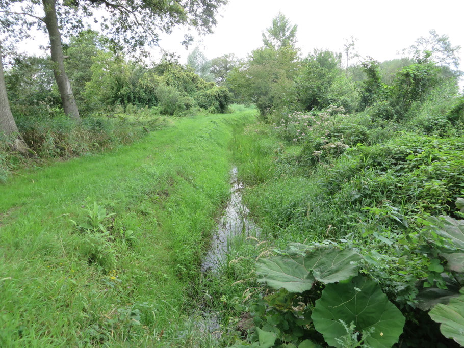 De Beneden Slinge voert nog water, doordat de beek grondwater dat vanuit de Slangenburg wordt aangevoerd, afvangt.