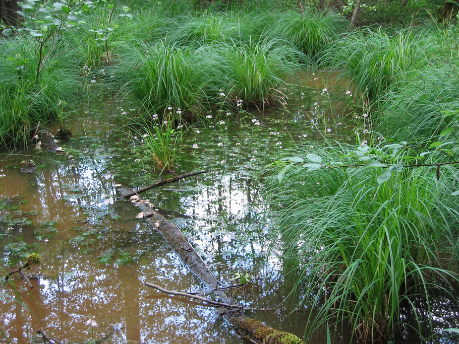 Elzenbroekbos met bloeiende Waterviolier op een plek waar meer kwel optreedt (Wilgenbroek mei 2007). 