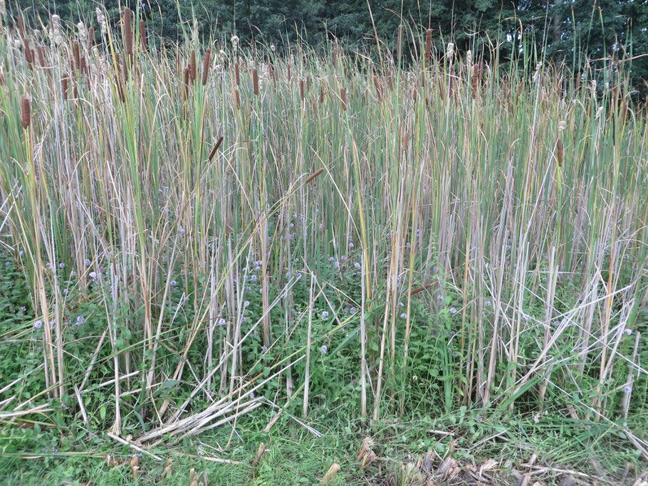 Kleine lisdodde en bloeiend Watermunt in de restanten van de Verbindingssloot (zie vorige foto).