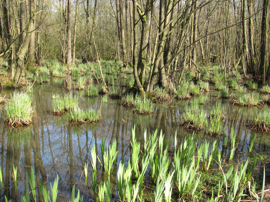 Soortenarmer Elzenbroekbos (B6; Carici elongatae-Alnetum typicum) in Adderbroek met Stijve zegge (Carex elata) en Gele lis (Iris pseudacorus).