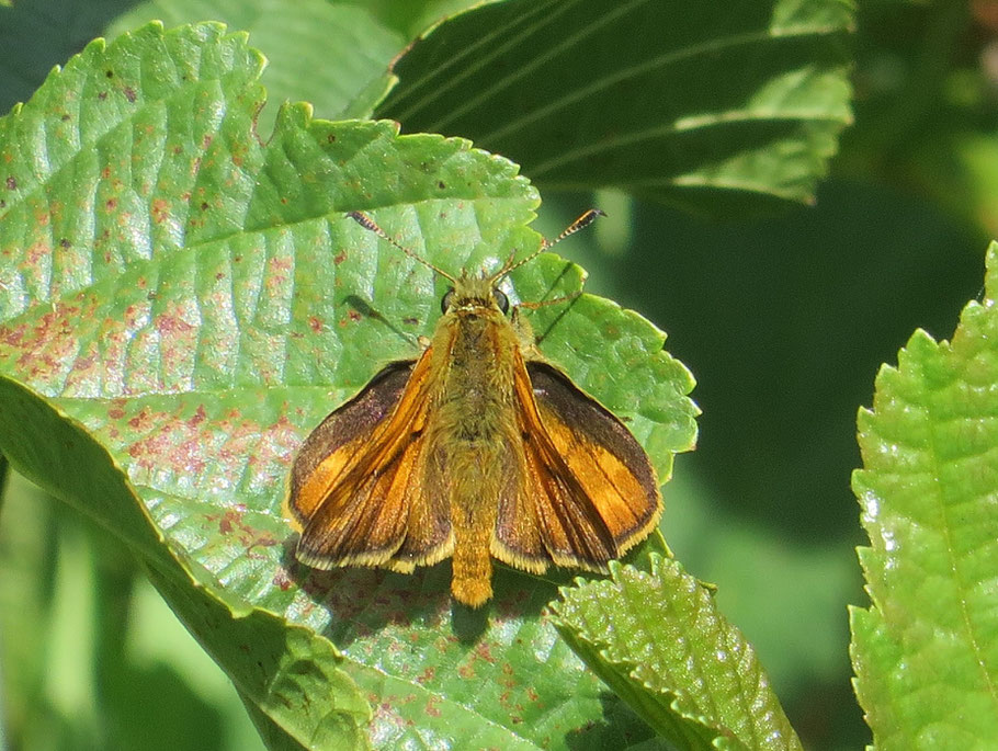 Groot dikkopje (Ochlodes sylvanus; 31-5-2020), gefotografeerd op de kapvlakte langs de Beneden slinge.