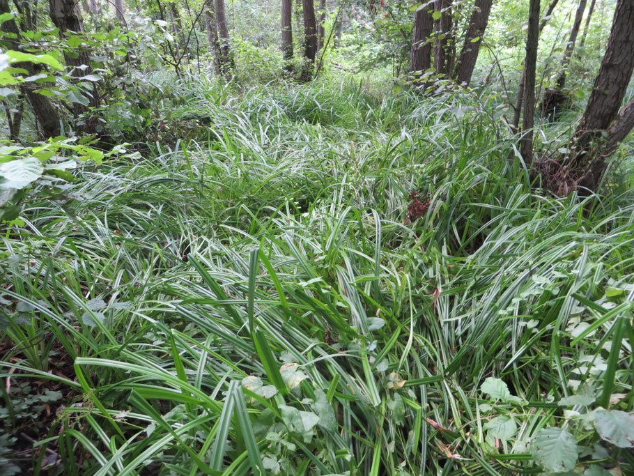 In het broekbos van het Eikenmoeras is door de droogte (kwelwater wordt minder door regenwater tegengehouden) Bosbies massaal tot ontwikkeling gekomen.