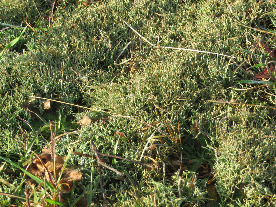 Gevorkt heidestaartje (Cladonia furcata var. scabriuscula) in de Zumpe, 19-12-2019.