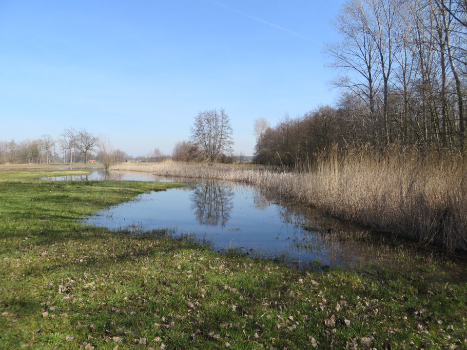 Kleine lisdodde geeft de zomeroever van de plas aan en tevens de loop van de vroegere Verbindingssloot.