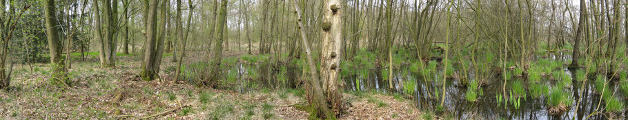 Adderbroe, Eiken-Haagbeukenbos, Elzenbroekbos