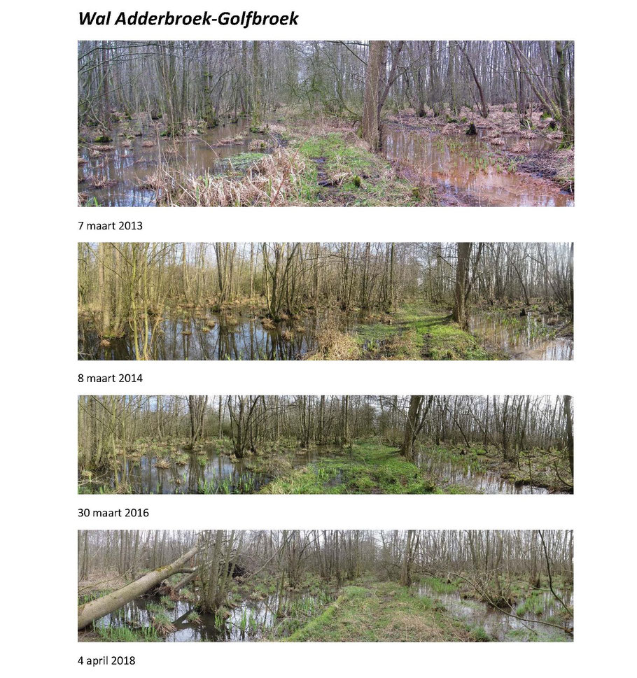 De wal tussen het Adderbroek en het Golfbroek in maart/april in relatief droge jaren (2013-2018). De wal is nog begaanbaar.