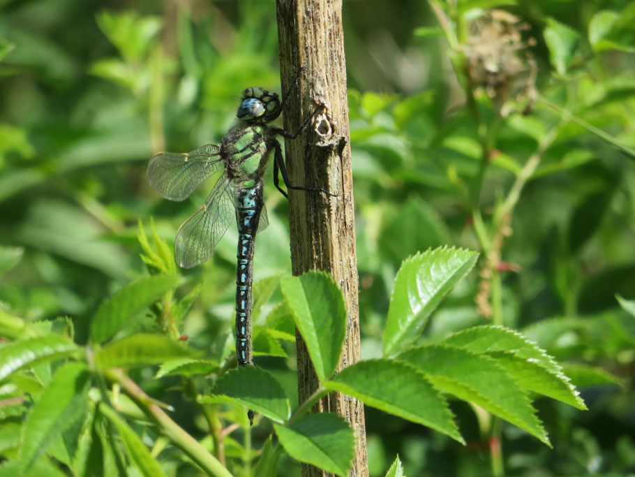 Glassnijder (Brachytron pratense; 31-5-2020), gefotografeerd op de kapvlakte langs de Beneden slinge. 