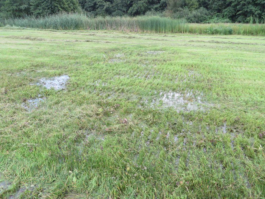 Het restant van de grote plas in de Buizerdwei in augustus 2019. De plas is nu met grassen begroeid en gehooid.