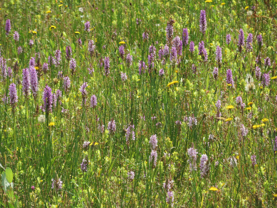 Grasland met o.a. Gevlekte orchis en geen dominantie van Gestreepte witbol.