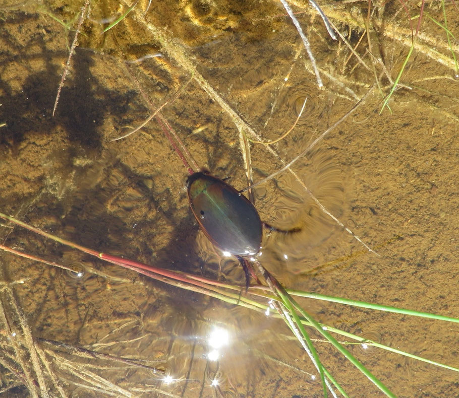 Grote spinnende watertor (Hydrophilus piceus) in het ondiepe water in de Buizerdwei. 