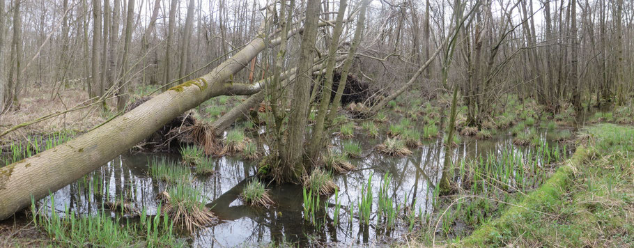 Adderbroek 4-4-2018 (gefotografeerd op dezelfde locatie als hierboven), na een storm. Een reeks van 3 bomen is omgewaaid.