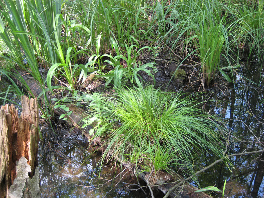 Soortenrijk Elzenbroekbos (B5; Carici eleongatae-Alnetum) in het Eikenmoeras in mei 2008. Te zien zijn: Elzenzegge, Grote boterbloem, Gele lis, Stijve zegge.