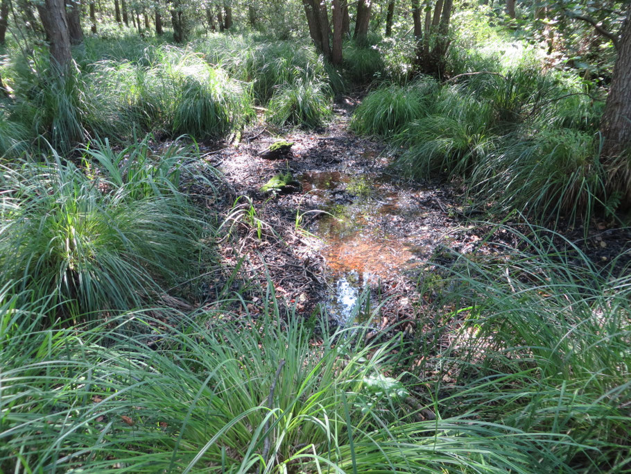 In het Adderbroekbos staat hier en daar nog een (ijzerrijke) plas water.