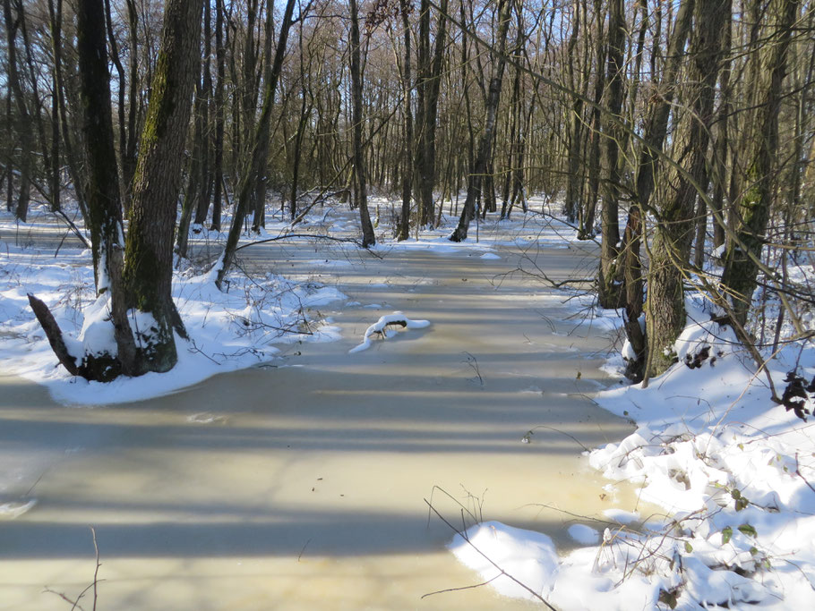 Wilgenbroek. Op deze plek groeit in het voorjaar Waterviolier. 