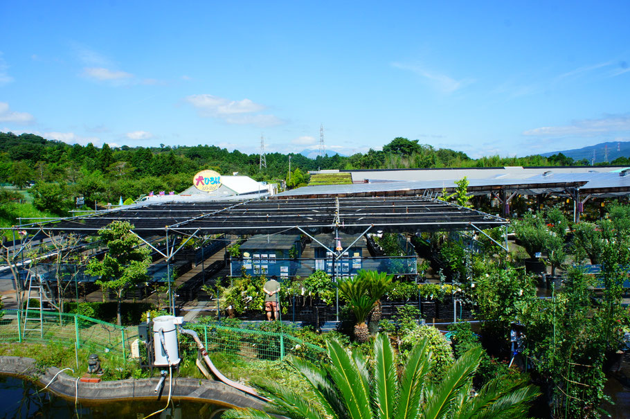 花ひろば実店舗 果樹売場風景