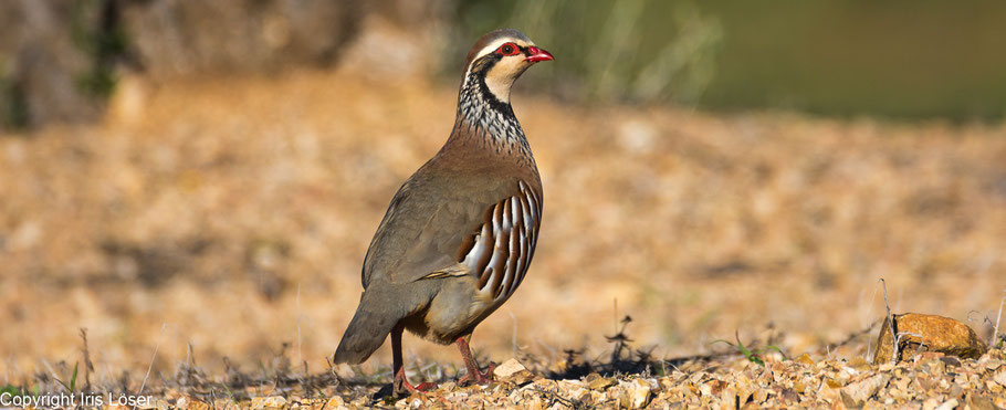 Rothuhn in der Steppe La Serena