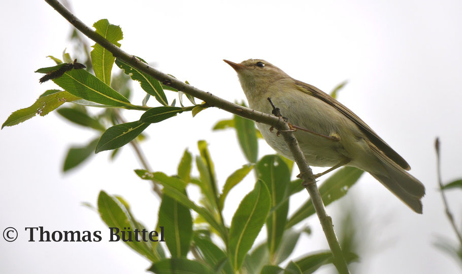 Willow Warbler