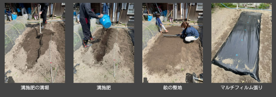 溝施肥とマルチ張りの作業風景
