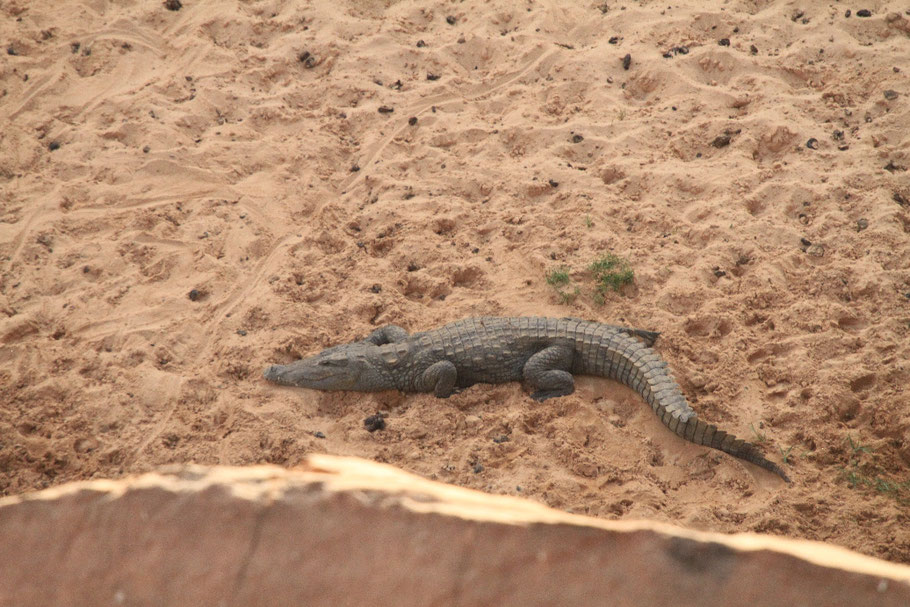 Das Westafrikanische Krokodil (Crocodylus suchus) ist eine Art der Krokodile (Crocodylia) aus der Familie der Echten Krokodile (Crocodylidae)