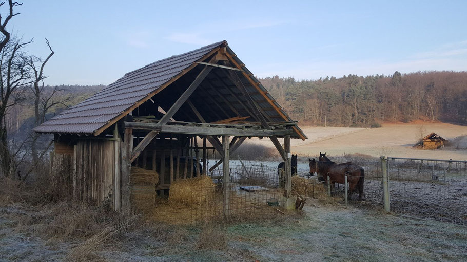 Pferdefrühstück 2019, Bild: Harald Forsch