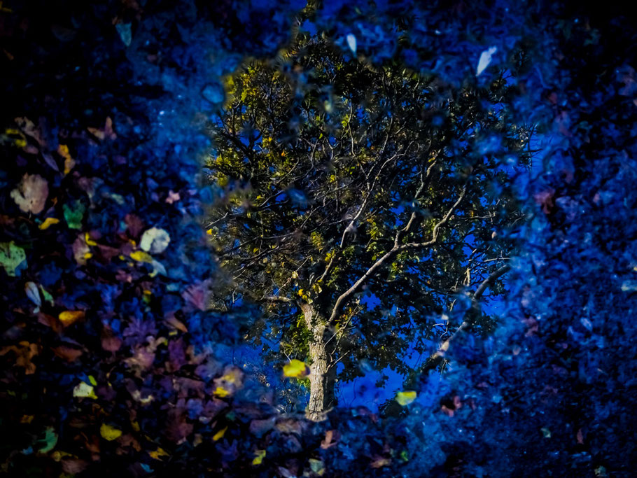 Soudaine évasion  Des feuilles du chêne captif  Jusqu'au bleu des nuits