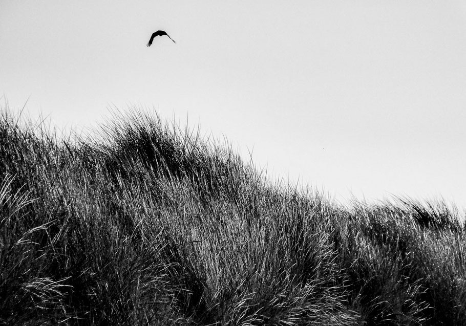 Voltige du corbeau  Balayé par les rafales  Par-delà les dunes