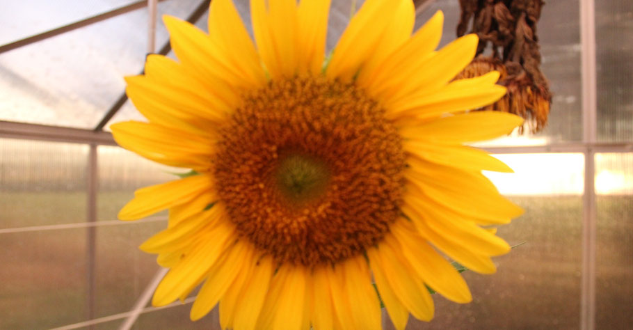 Tournesol au Gîte Daur Bocou