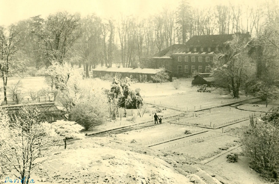 Garteninspektor Georg Ludewig Dienstzeit (1913-1947) mit Enkel Wolfgang Göbel - Foto F. Wegener 10.12.1950
