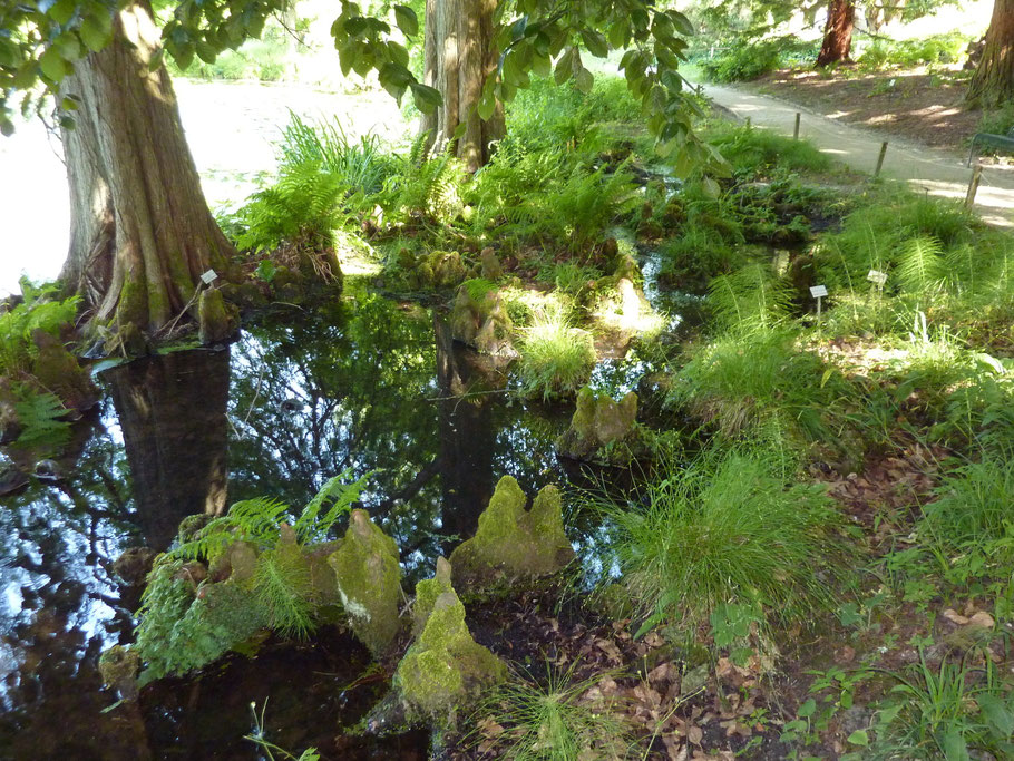 Idylle am Rande des Teichs