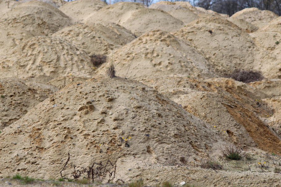 Sand Versiegelung Billwerder Oberbillwerder Bergedorf