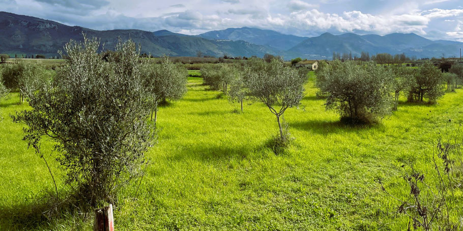 die einst versumpfte Pontinische Ebene wird heute intensiv landwirtschaftlich genutzt