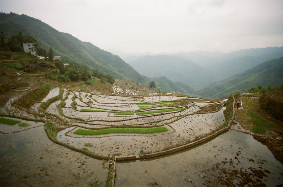 Some of the rice terraces. Small and unimpressive for Chinese standards but still lovely