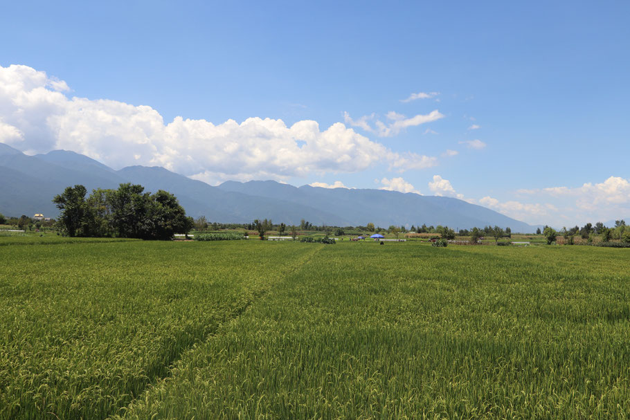 Some of the gorgeous countryside I got lost in cycling around on my HelloBike